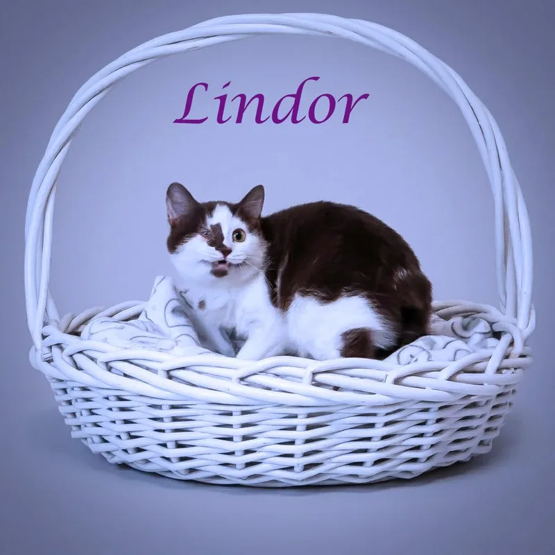 Lindor C thumbnail 2