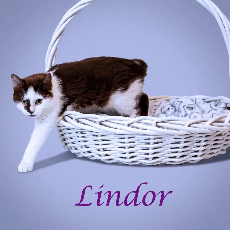 Lindor C thumbnail 3