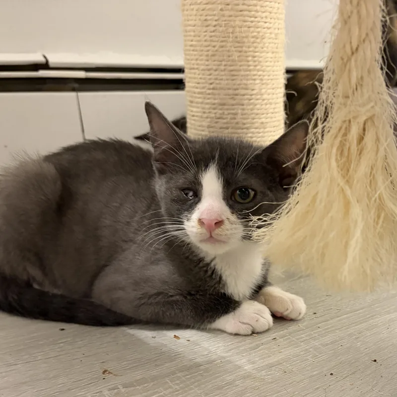 A baby medium-sized male Gray / Blue / Silver Domestic Short Hair cat named Levi for adoption in Moriches, NY