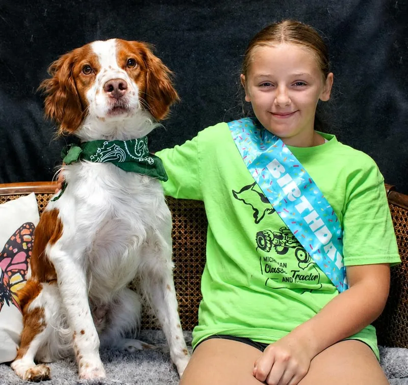 An adult medium-sized male Red / Chestnut / Orange Brittany Spaniel dog named Barker for adoption in Cheboygan, MI