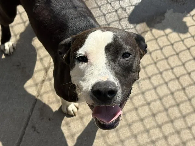 A young large-sized female Pit Bull Terrier dog named Terry for adoption in Tulsa, OK