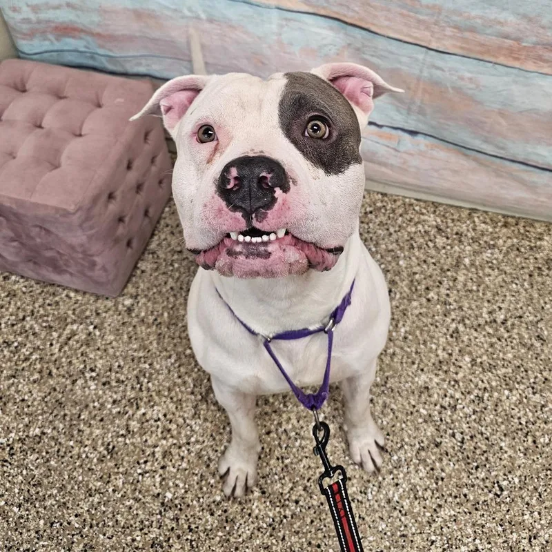 An adult large-sized male White / Cream Pit Bull Terrier dog named Frank for adoption in Cheyenne, WY