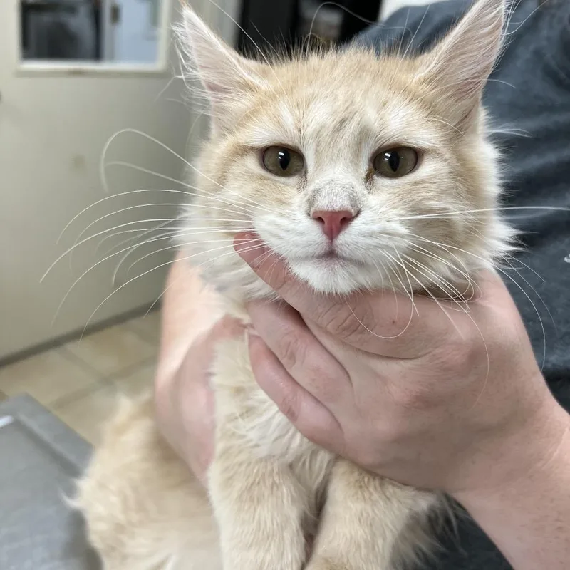 A baby small-sized female Orange / Red Domestic Short Hair cat named Kylie for adoption in Pekin, IL