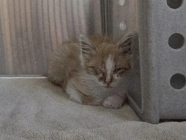 A baby small-sized male Domestic Medium Hair cat named A for adoption in Martinez, CA