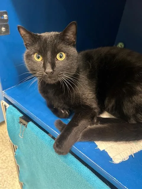 A young medium-sized male Domestic Short Hair cat named Mayo for adoption in Boston, MA