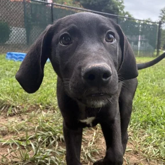 A baby medium-sized male Black Labrador Retriever dog named Macaron for adoption in Johnson City, TN