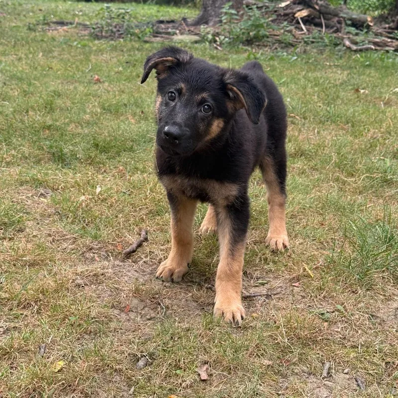 A baby medium-sized female Black German Shepherd Dog dog named Sloth for adoption in Avon, OH