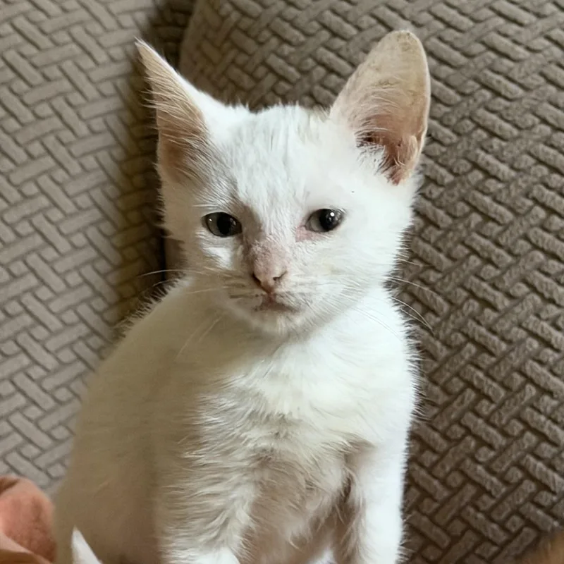 A baby medium-sized male Flame Point Domestic Short Hair cat named Rueben for adoption in Easley, SC