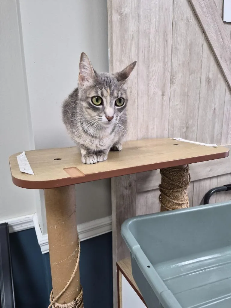A young medium-sized female Domestic Short Hair cat named Silver Creek for adoption in Rome, GA