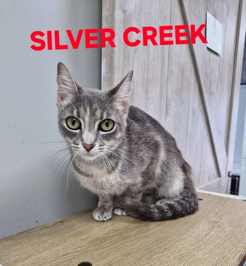 Silver Creek thumbnail 2