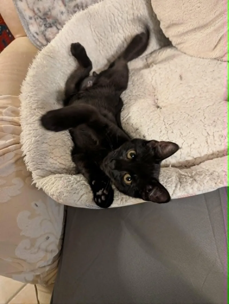 A baby medium-sized male Black Domestic Short Hair cat named Thames for adoption in Oviedo, FL