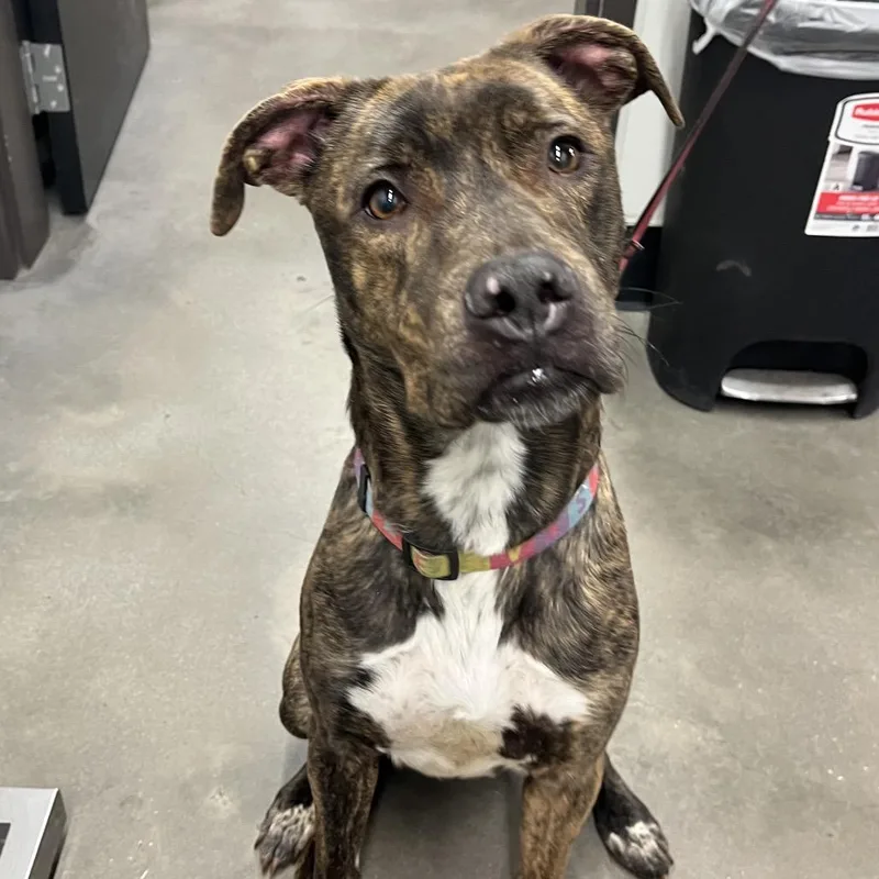 An adult medium-sized male Brindle Terrier dog named Ryder for adoption in Tampa, FL
