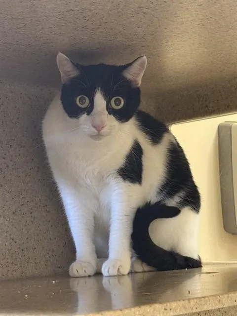 An adult small-sized female Domestic Short Hair cat named Striker for adoption in Sacramento, CA