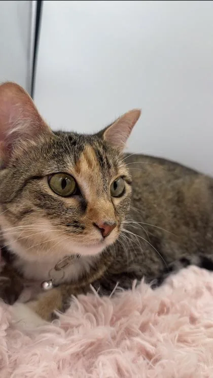 A young small-sized female Domestic Short Hair cat named Annie for adoption in Lawrenceville, GA
