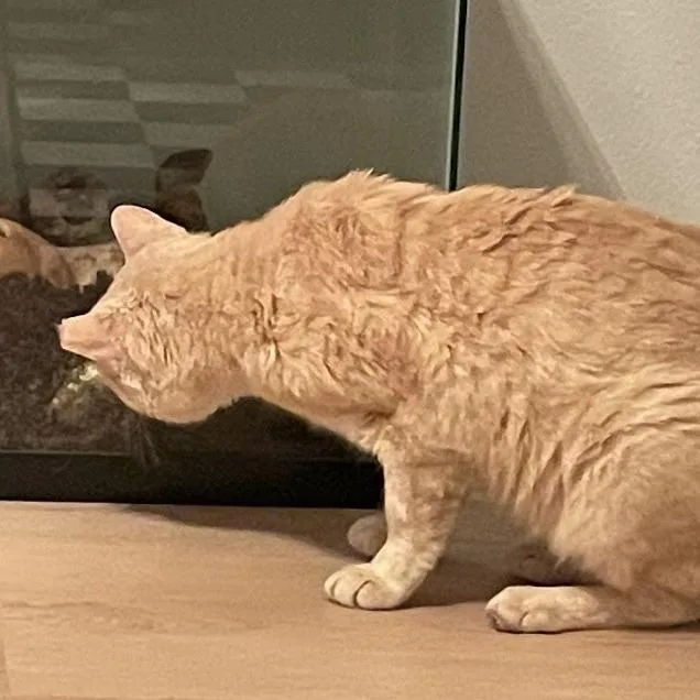 A young large-sized male Orange / Red Domestic Short Hair cat named Alani for adoption in Austin, TX