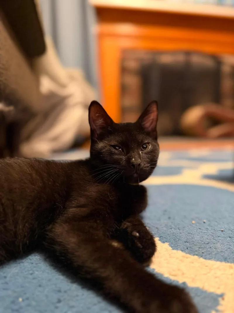 A baby small-sized male Domestic Short Hair cat named Amos for adoption in Enfield, CT
