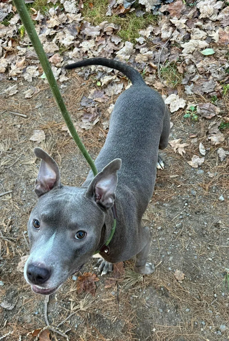 An adult medium-sized male Gray / Blue / Silver Mixed Breed dog named Chuy for adoption in Vassalboro, ME