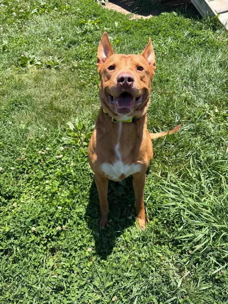 An adult large-sized male American Staffordshire Terrier dog named Maxwell for adoption in Pierceton, IN