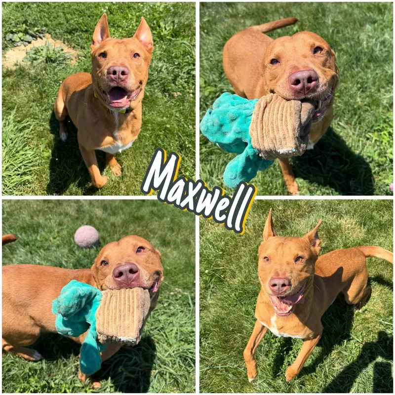 Maxwell thumbnail 3