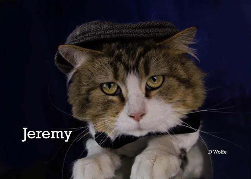 An adult medium-sized male Tabby (Gray / Blue / Silver) Tabby cat named Jeremy for adoption in York, NE