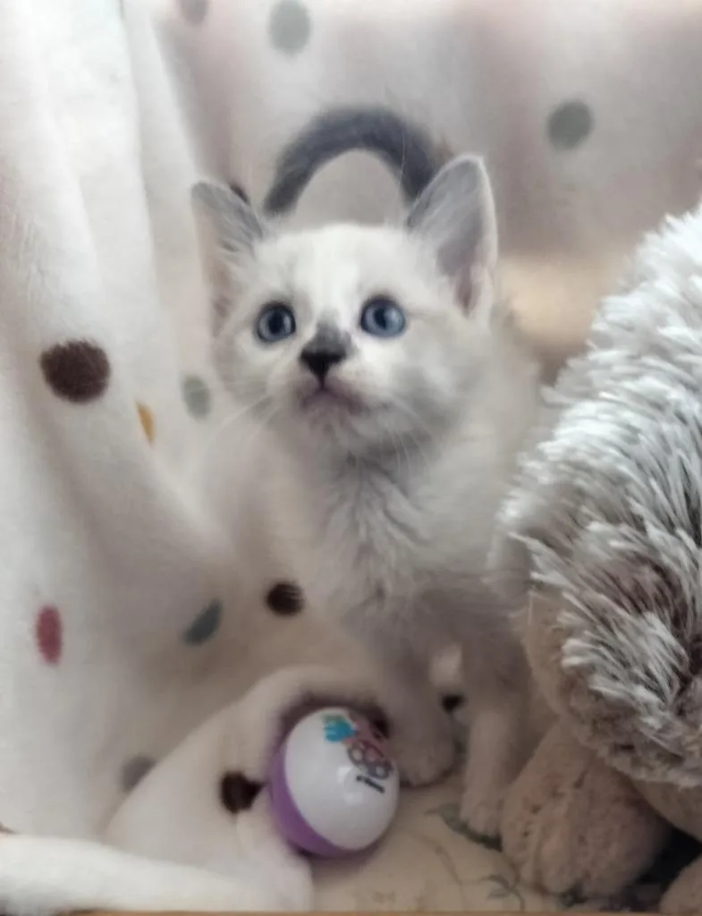 A baby large-sized female Siamese cat named Spring for adoption in San Jacinto, CA