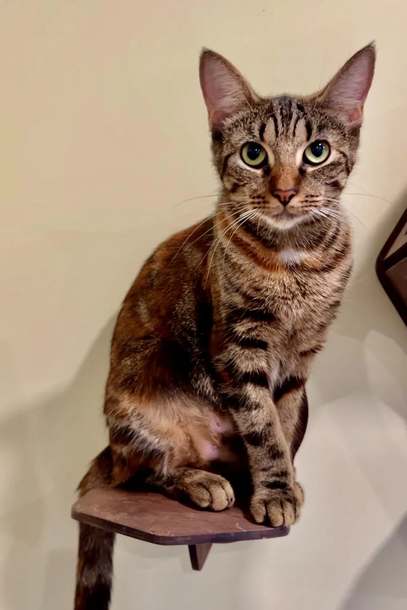 An adult medium-sized female Calico Domestic Short Hair cat named Callie for adoption in Nashville, TN