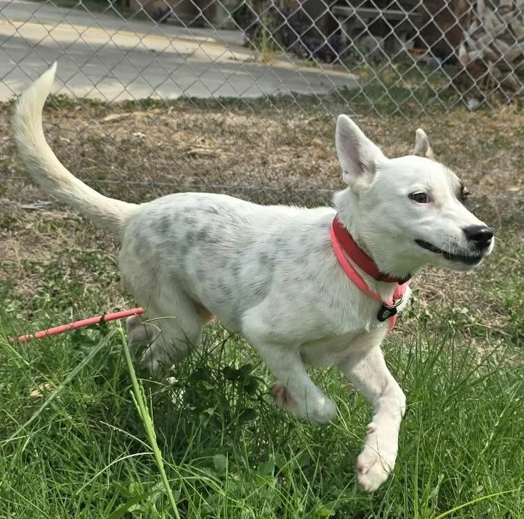 A baby medium-sized female Australian Cattle Dog / Blue Heeler dog named Olive for adoption in Southlake, TX