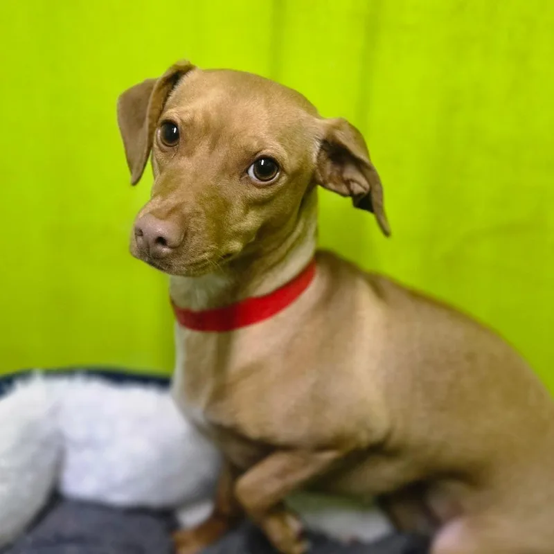 An adult small-sized female Brown / Chocolate Dachshund dog named Evee for adoption in San Jacinto, CA