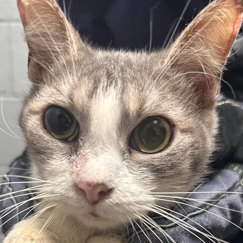 An adult medium-sized female White Domestic Short Hair cat named Madalena for adoption in Allentown, PA