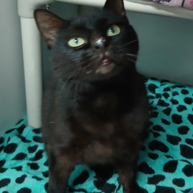 A senior large-sized female Black Domestic Short Hair cat named Minnie for adoption in Clearwater, FL