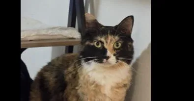 An adult large-sized female Domestic Short Hair cat named Momo for adoption in Naranjito, PR