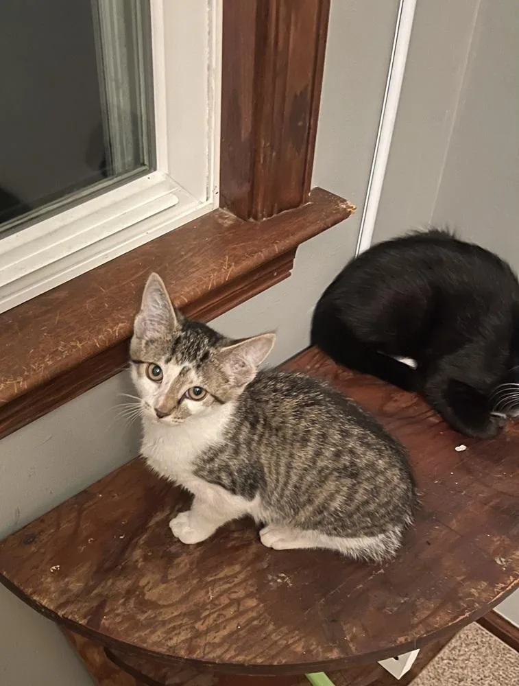 A baby small-sized female Black & White / Tuxedo Domestic Short Hair cat named Skye for adoption in Telford, PA