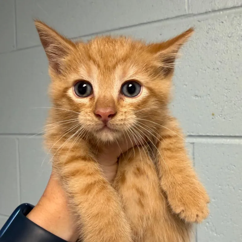 A baby small-sized male Orange / Red Domestic Short Hair cat named Bob for adoption in DeKalb, IL