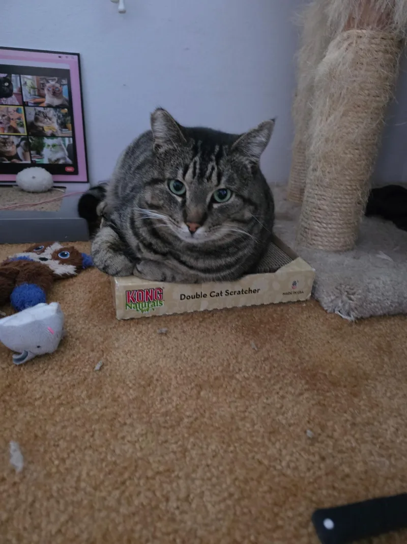 An adult large-sized male Tabby (Buff / Tan / Fawn) Domestic Short Hair cat named Mokey for adoption in Brentwood, CA