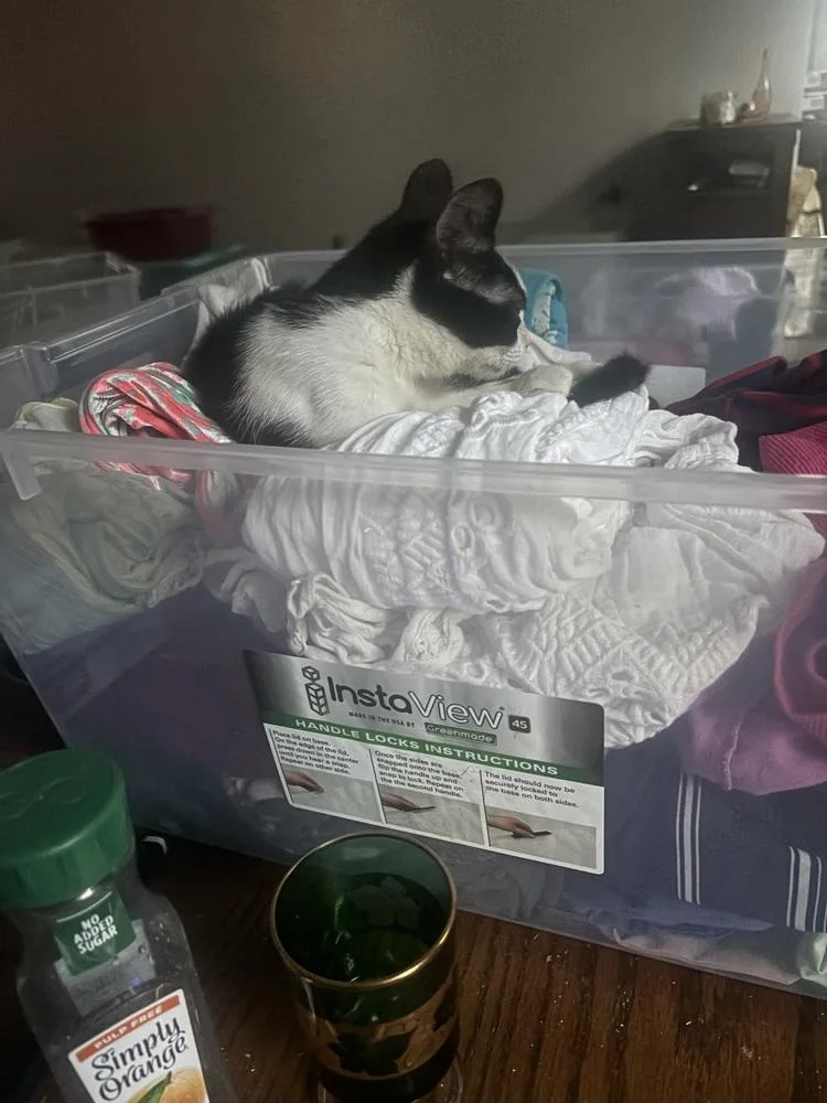 A young medium-sized female Black & White / Tuxedo Domestic Short Hair cat named Ella Fitzgerald for adoption in Salisbury, NC