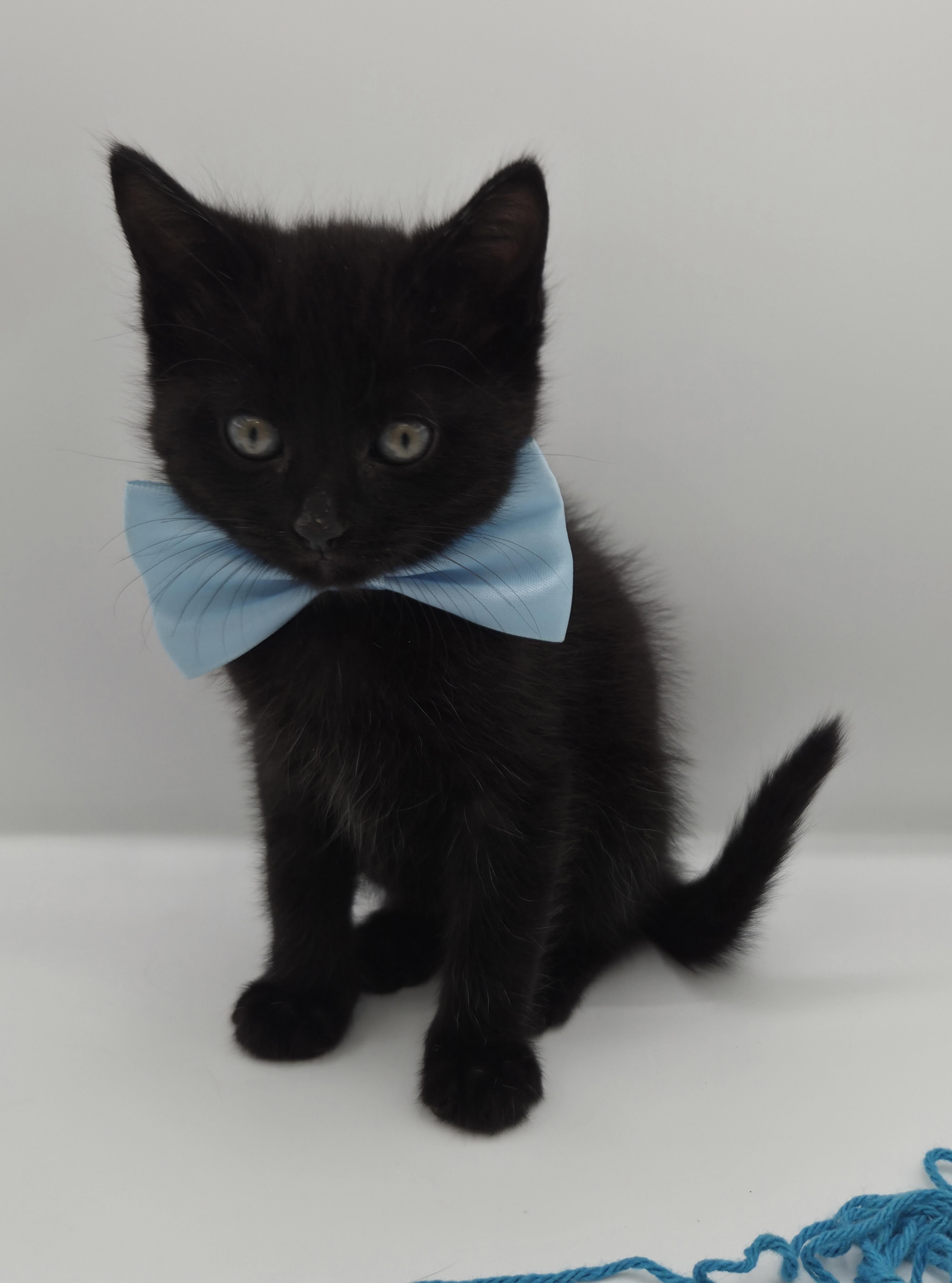 A baby medium-sized male Black Domestic Short Hair cat named Dodger for adoption in Mobile, AL