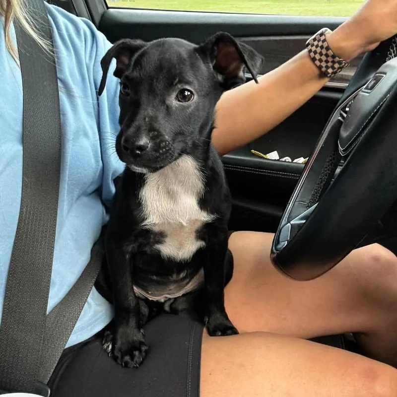A baby small-sized female Black Mixed Breed dog named Beru for adoption in Rockville, MD