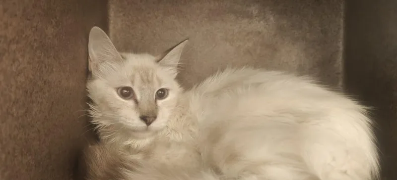 A baby small-sized female Domestic Short Hair cat named Stevie for adoption in Santa Fe, NM