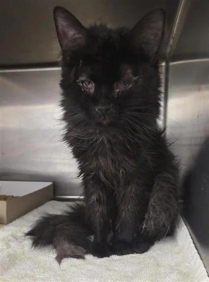 An adult medium-sized female Black Domestic Long Hair cat named Leia for adoption in El Paso, TX