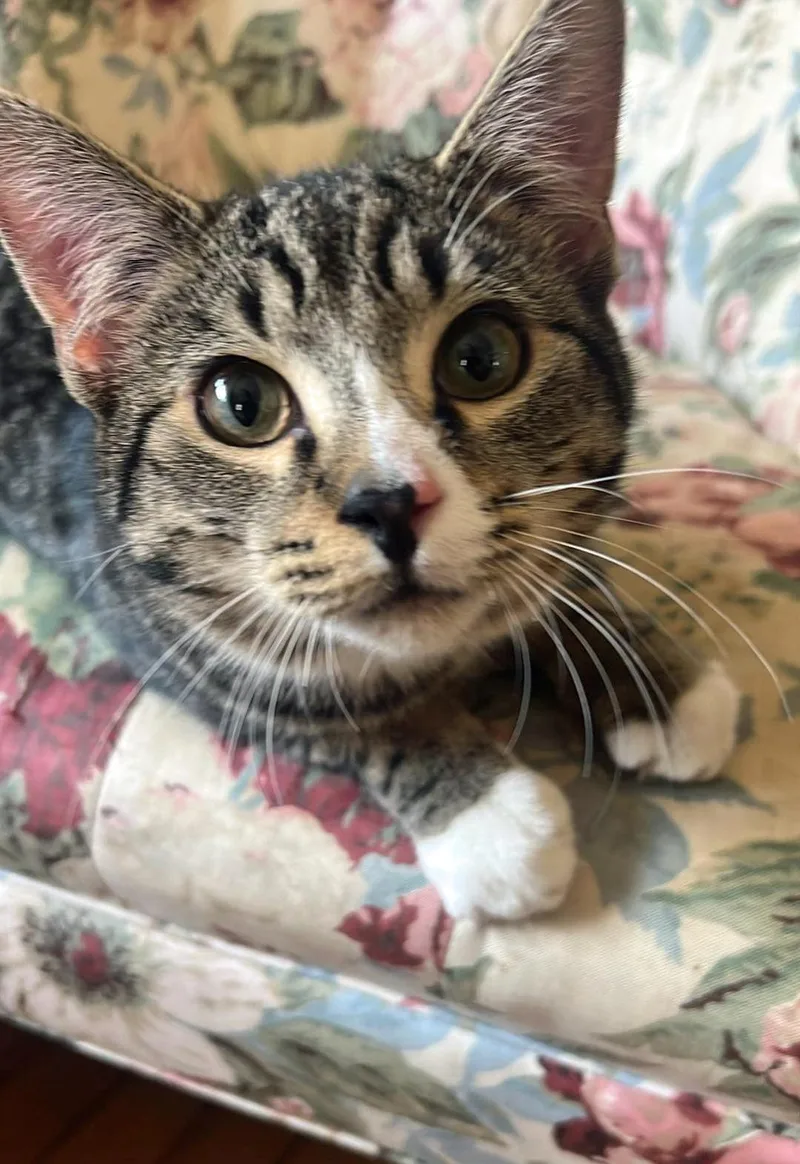 A young medium-sized male Tabby (Buff / Tan / Fawn) Domestic Short Hair cat named Arthur for adoption in Marion, NC