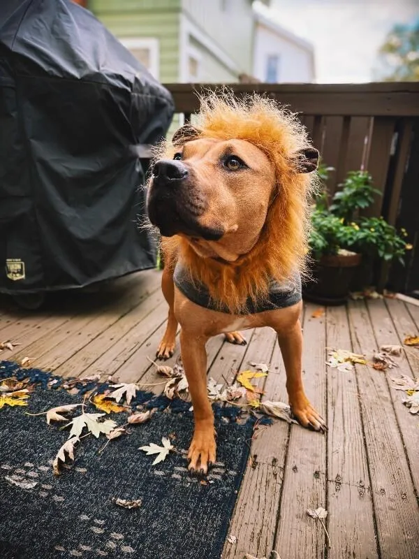 An adult large-sized male Brown / Chocolate Mixed Breed dog named Todd for adoption in Cincinnati, OH