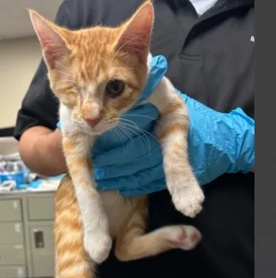A baby small-sized male Domestic Medium Hair cat named Henry for adoption in San Antonio, TX