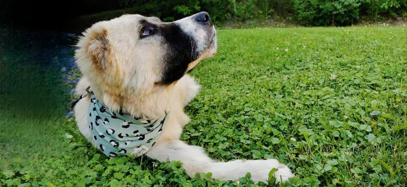 A young large-sized male Anatolian Shepherd dog named Hugo for adoption in New York, NY