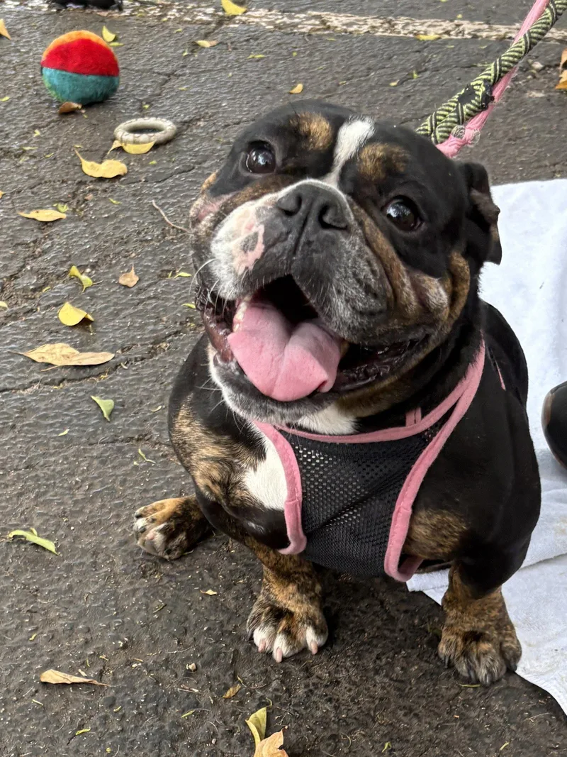 Rasberry thumbnail 2