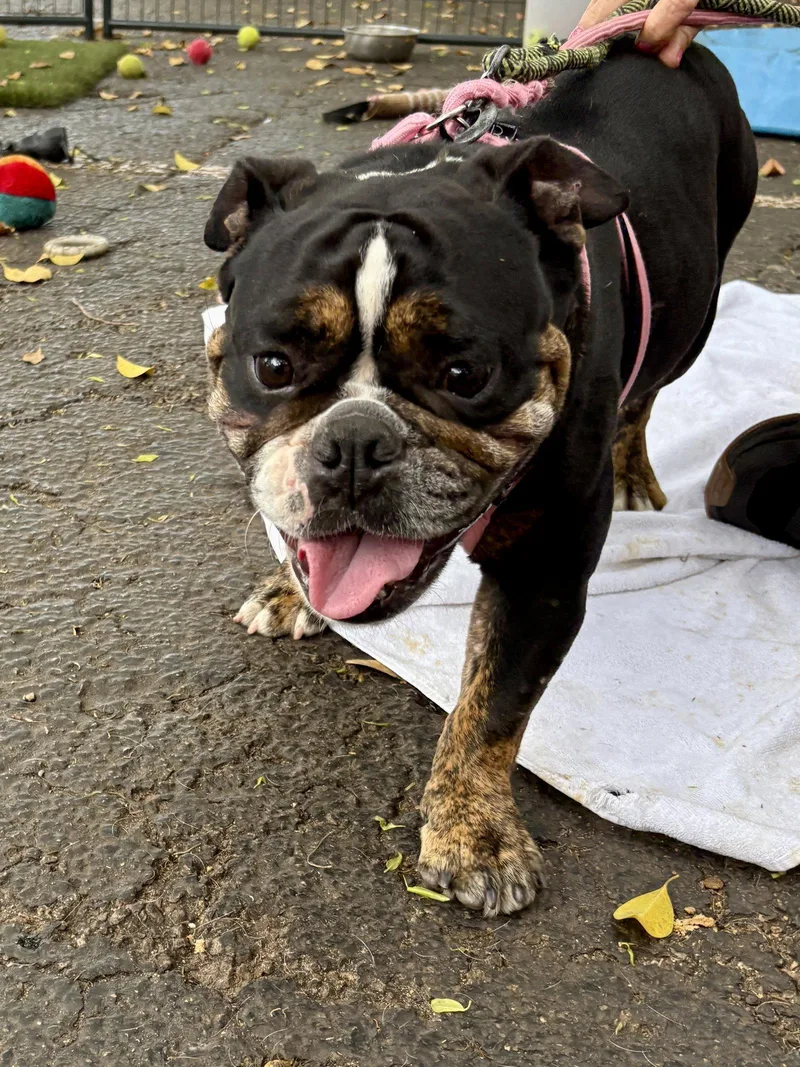 Rasberry thumbnail 3