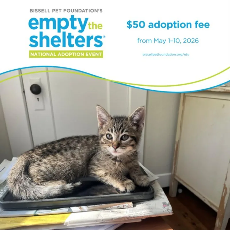 A baby small-sized female Domestic Short Hair cat named Angel for adoption in Santa Cruz, CA