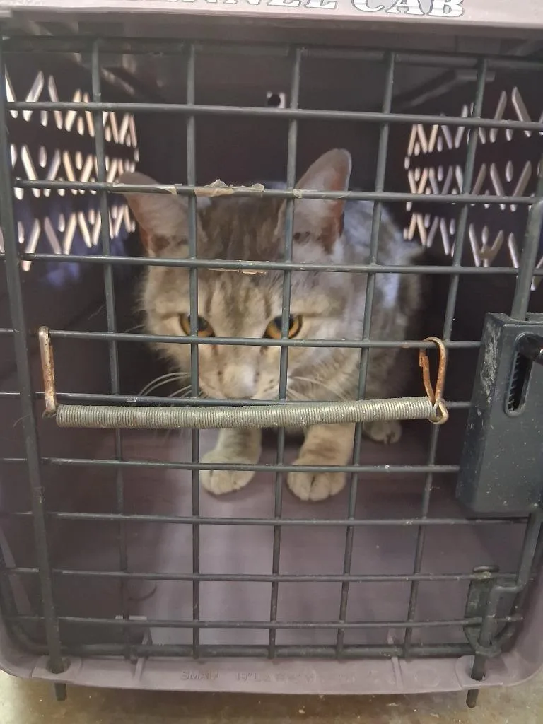 A young large-sized female Domestic Short Hair cat named Azalea for adoption in Brownwood, TX