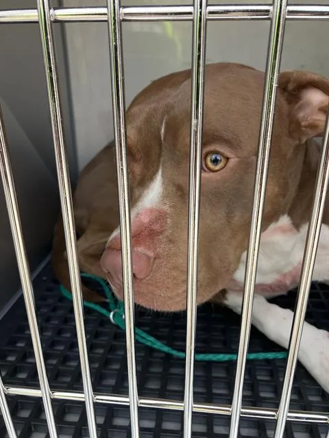 A young large-sized male Mixed Breed dog named Kato for adoption in Dallas, TX