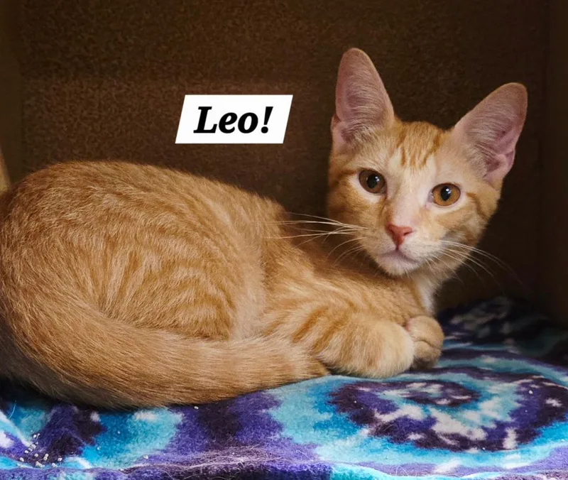 Leo