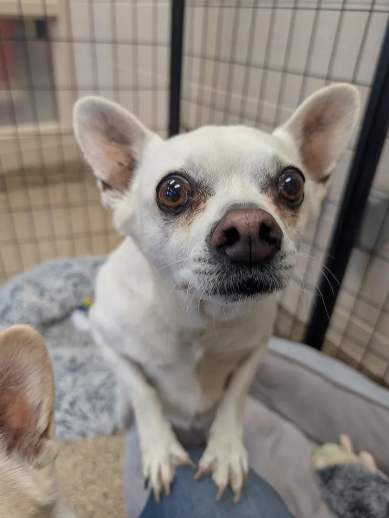 An adult small-sized male White / Cream Chihuahua dog named Kimmy And Komo for adoption in Sierra Vista, AZ